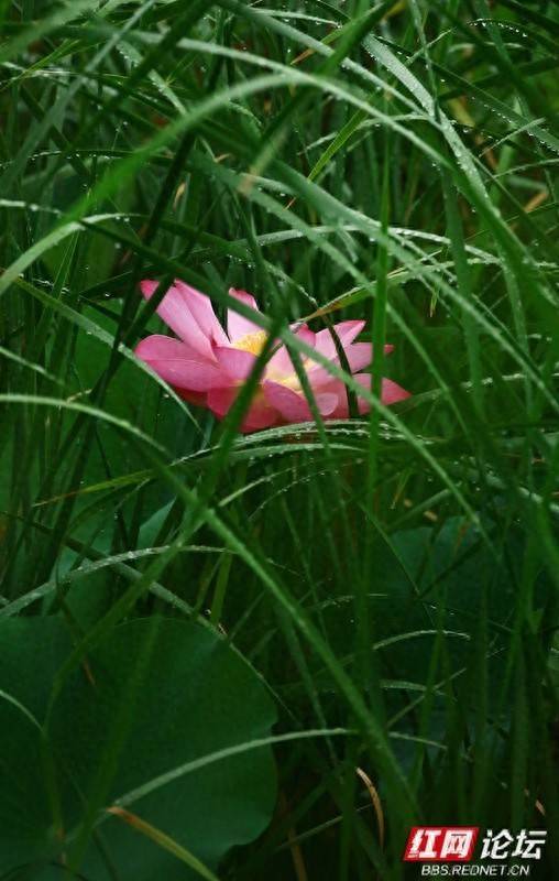 粤友配资 野生感拉满！这才是夏天的高级氛围感荷花！